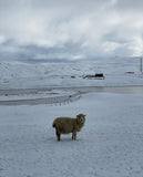 A Wooly Shetland Adventure with Gudrun!