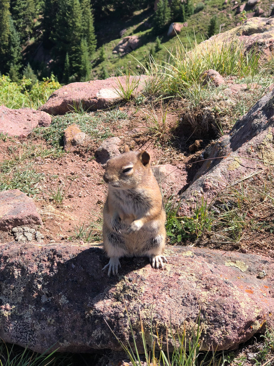 August 2024 Hiking and Knitting Retreat with Patty Lyons